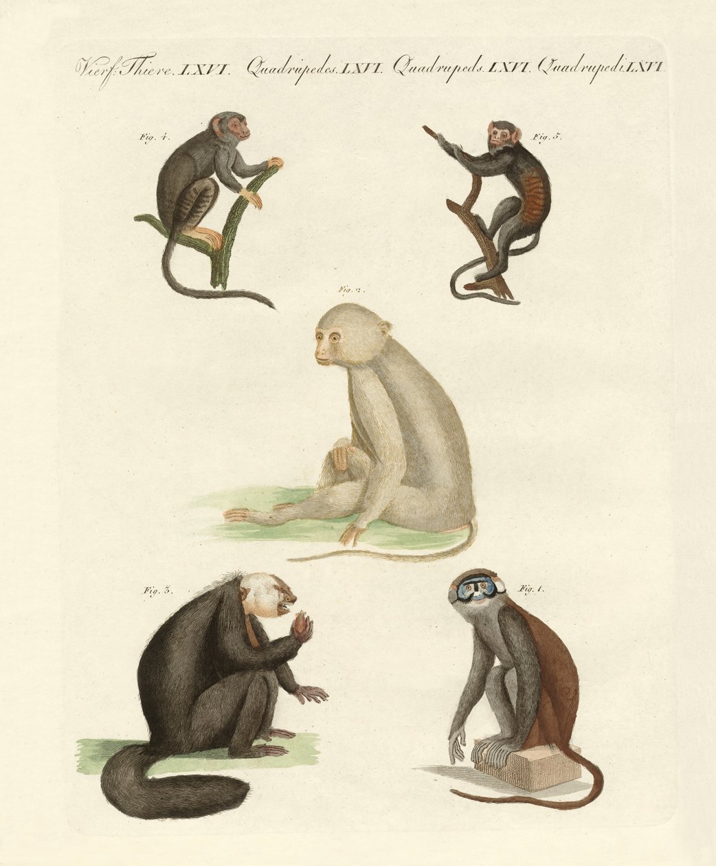 Cinq types de singes - German School