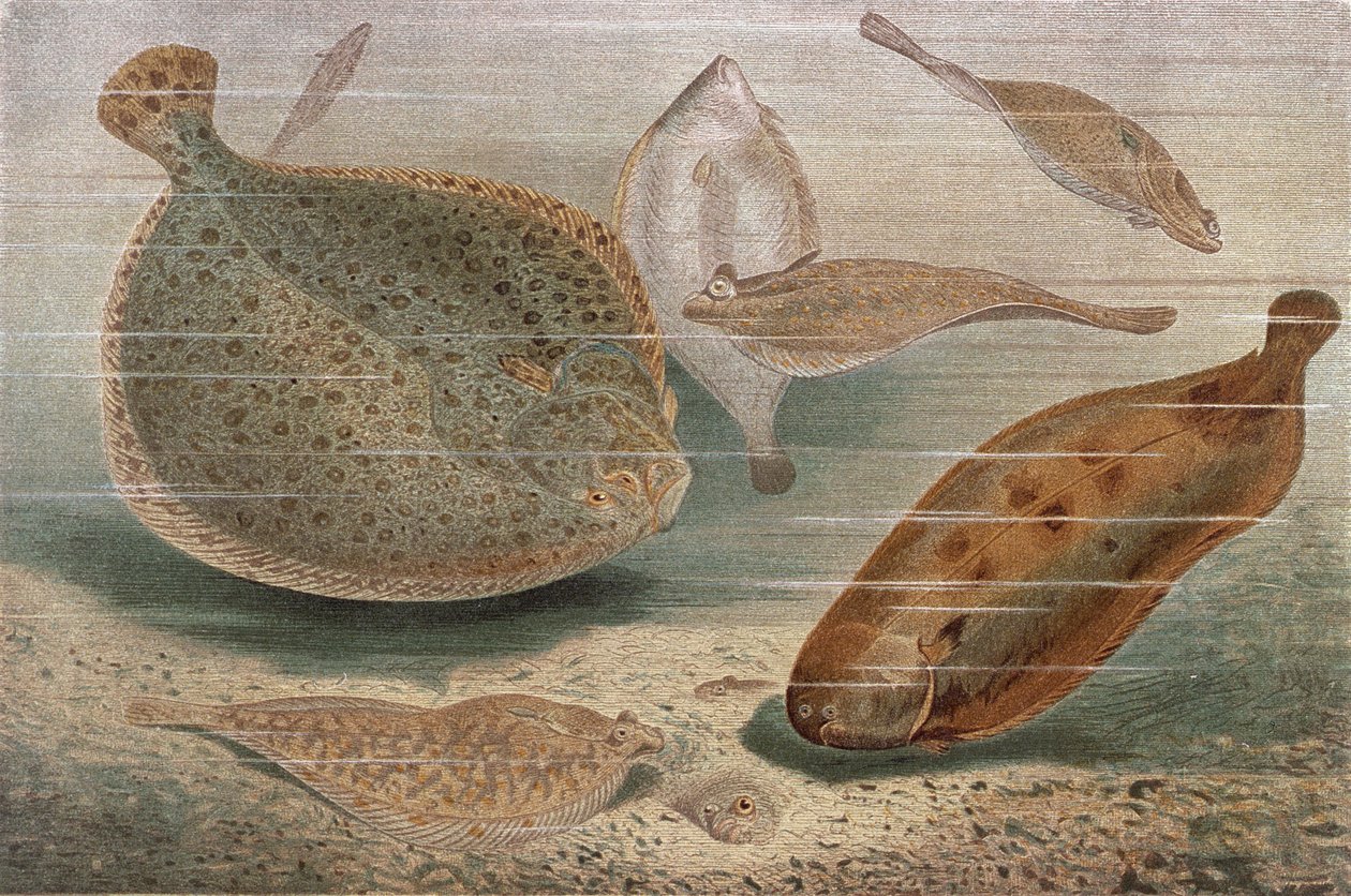 Poisson plat, planche de Brehms Tierleben: Allgemeine Kunde des Tierreichs, vol.8, p.224, publié par Bibliographisches Institut, 1892 - German School