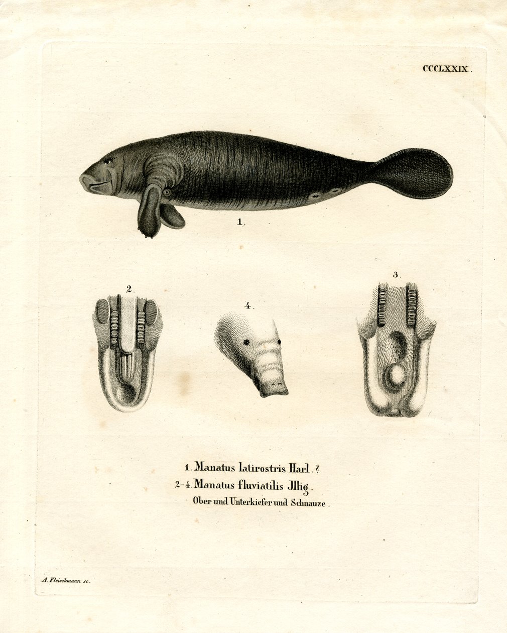 Lamantin de Floride - German School