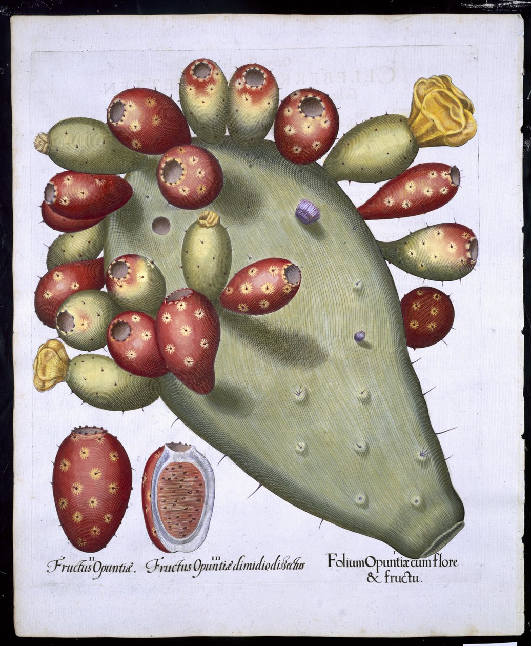 Folium Opuntia de Hortus Eystettensis par Basil Besler (1561-1629) publié en 1613 - German School