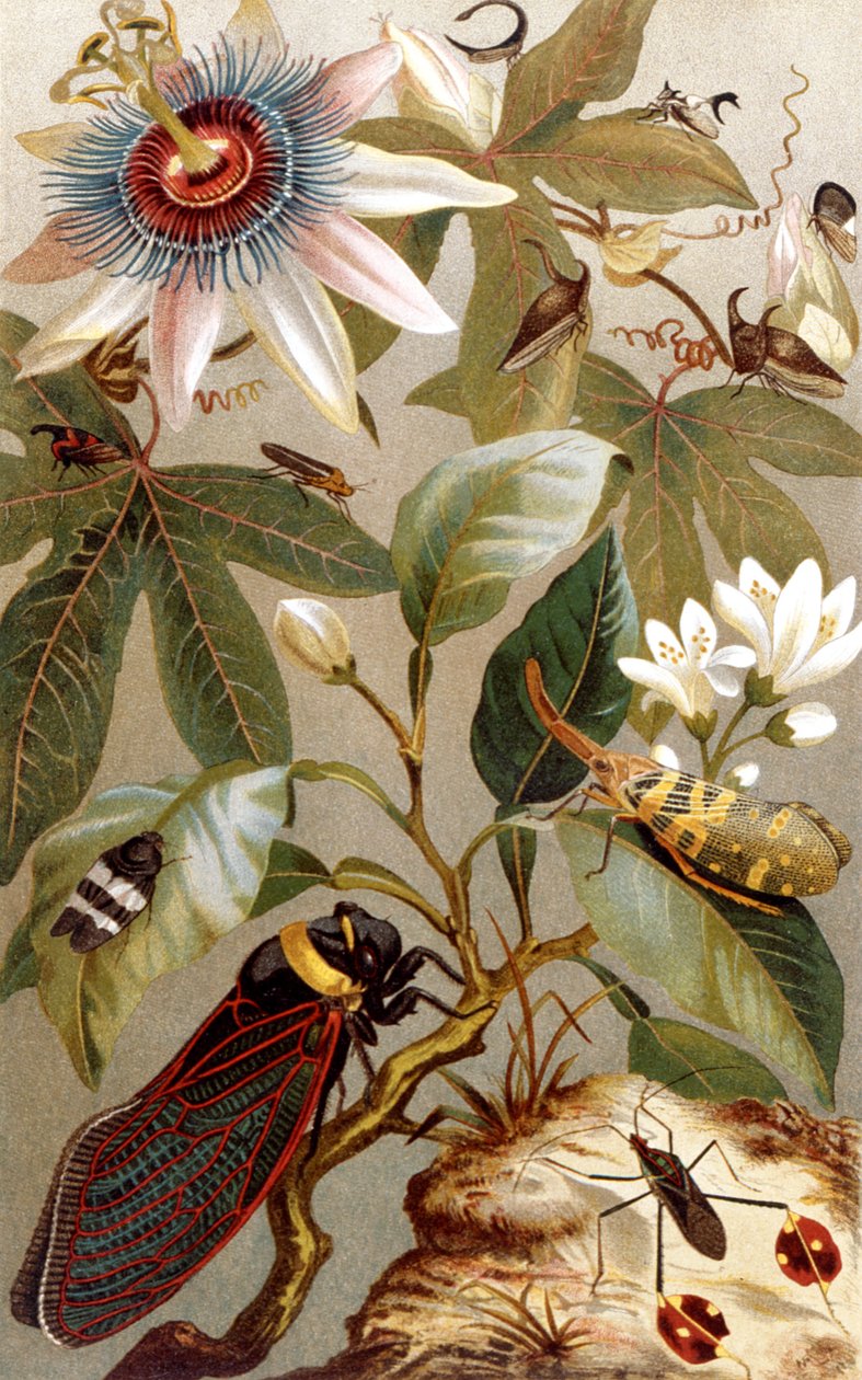 Cigales étrangères, planche de Brehms Tierleben: Allgemeine Kunde des Tierreichs, vol.9, p.637, publié par Bibliographisches Institut, 1892 - German School