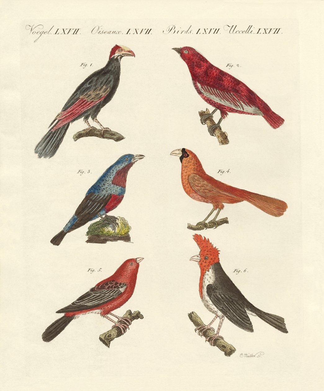 Oiseaux exotiques magnifiques - German School