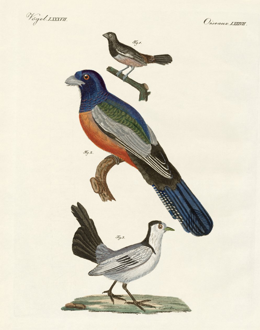 Oiseaux étrangers - German School