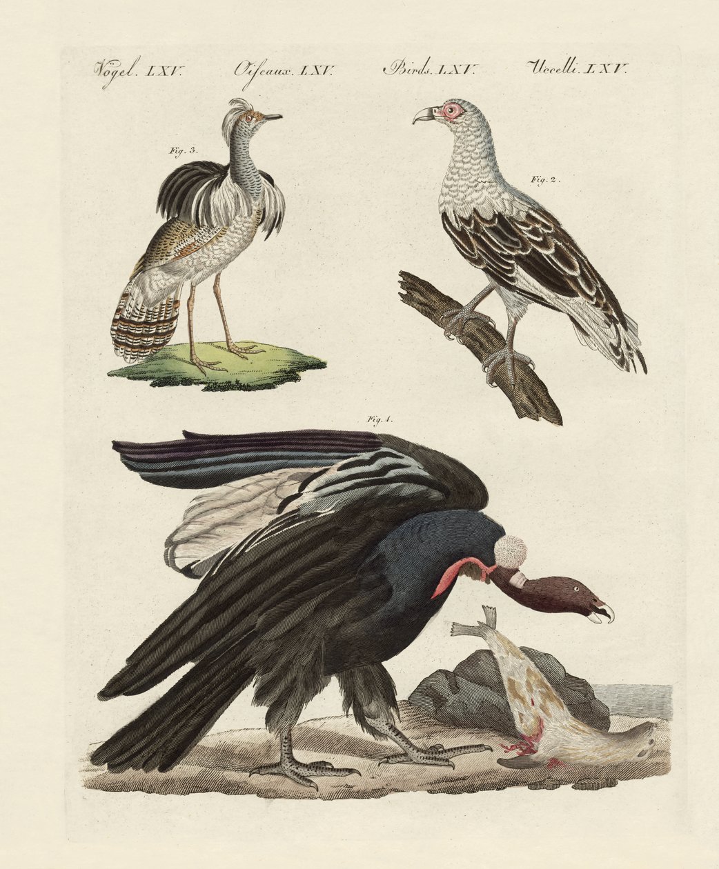 Oiseaux étrangers - German School