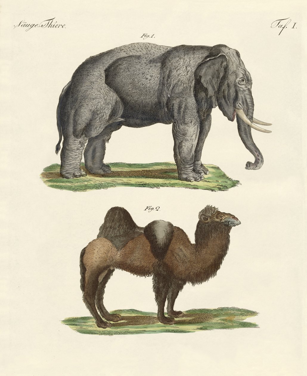 Animaux à quatre pattes - German School