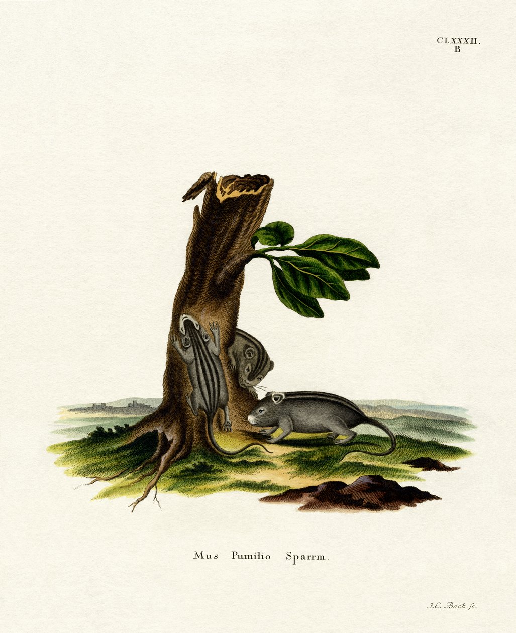 Souris des herbes à quatre rayures - German School