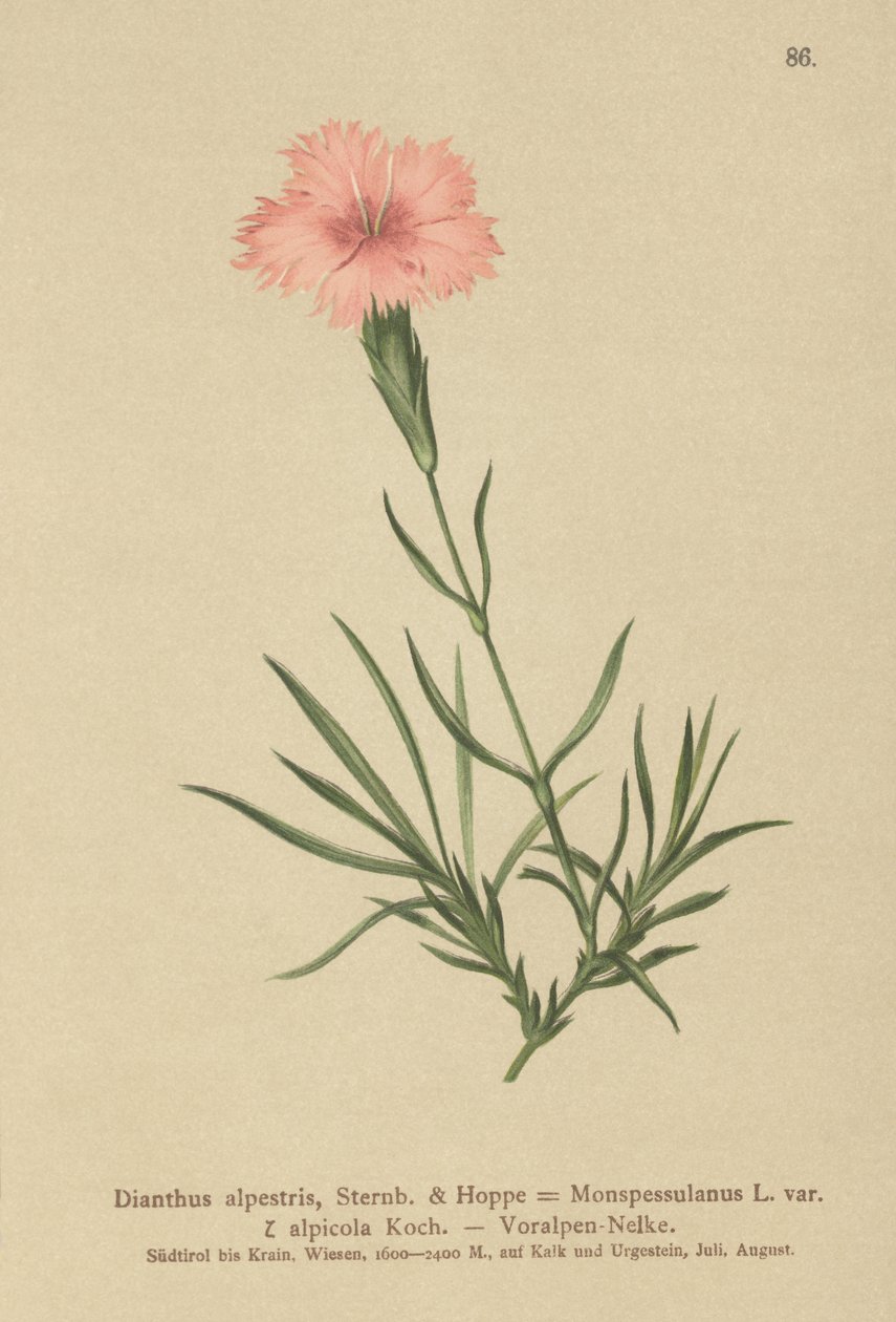 Œillet fringé (Dianthus Monspessulanus, Dianthus alpestris, Dianthus alpicola) - German School