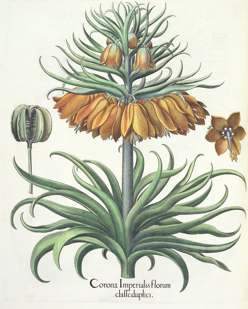 Fritillaire : Corona Imperialis florum classe duplici, du Hortus Eystettensis par Basil Besler (1561-1629), pub. 1613 - German School