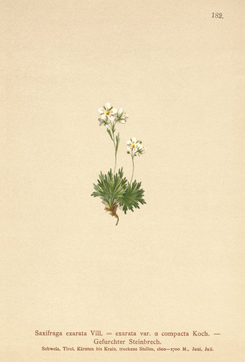 Saxifrage exarée (Saxifraga exarata, Saxifraga exarata var. compacta, Saxifraga exarata ssp. moschata) - German School