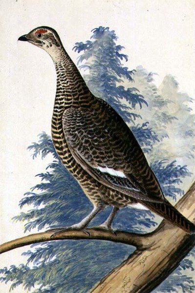Oiseau de gibier, vers 1740 - German School