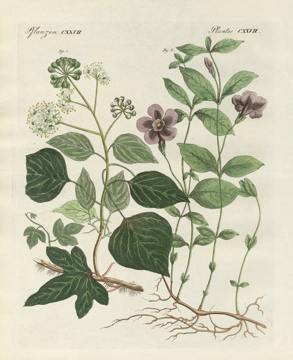 Plante persistante allemande - German School
