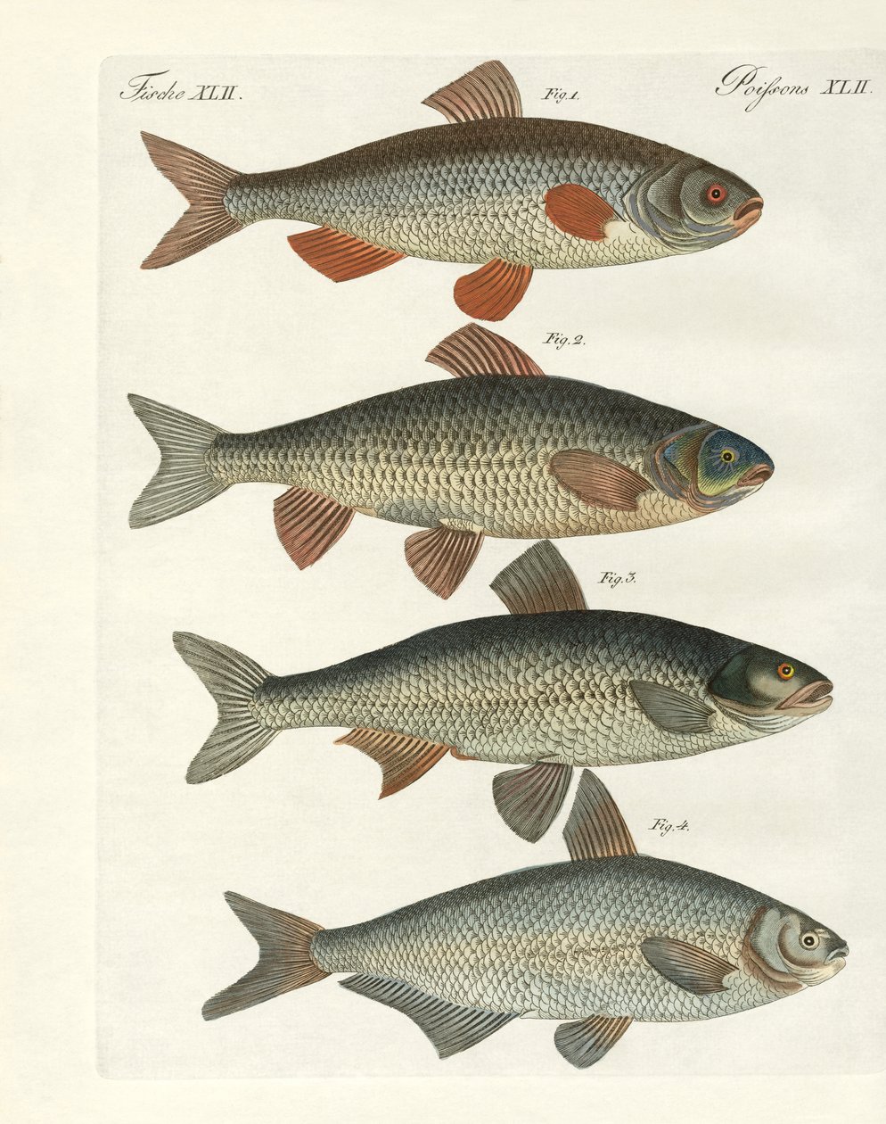 Poissons de rivière allemands - German School