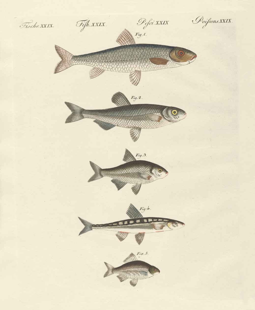 Poissons de rivière allemands - German School
