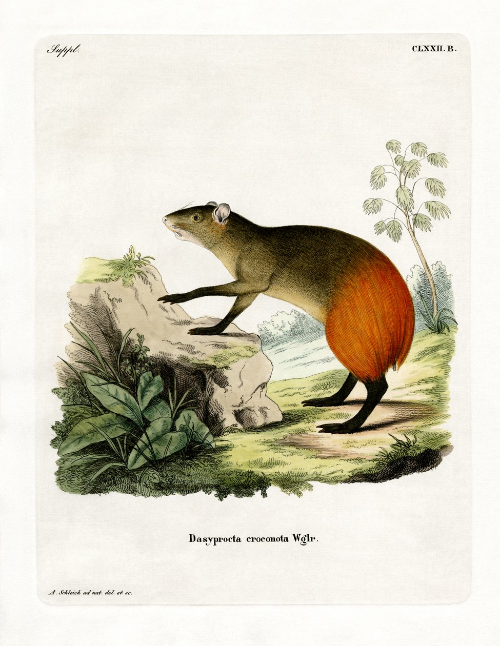 Agouti à croupe dorée - German School