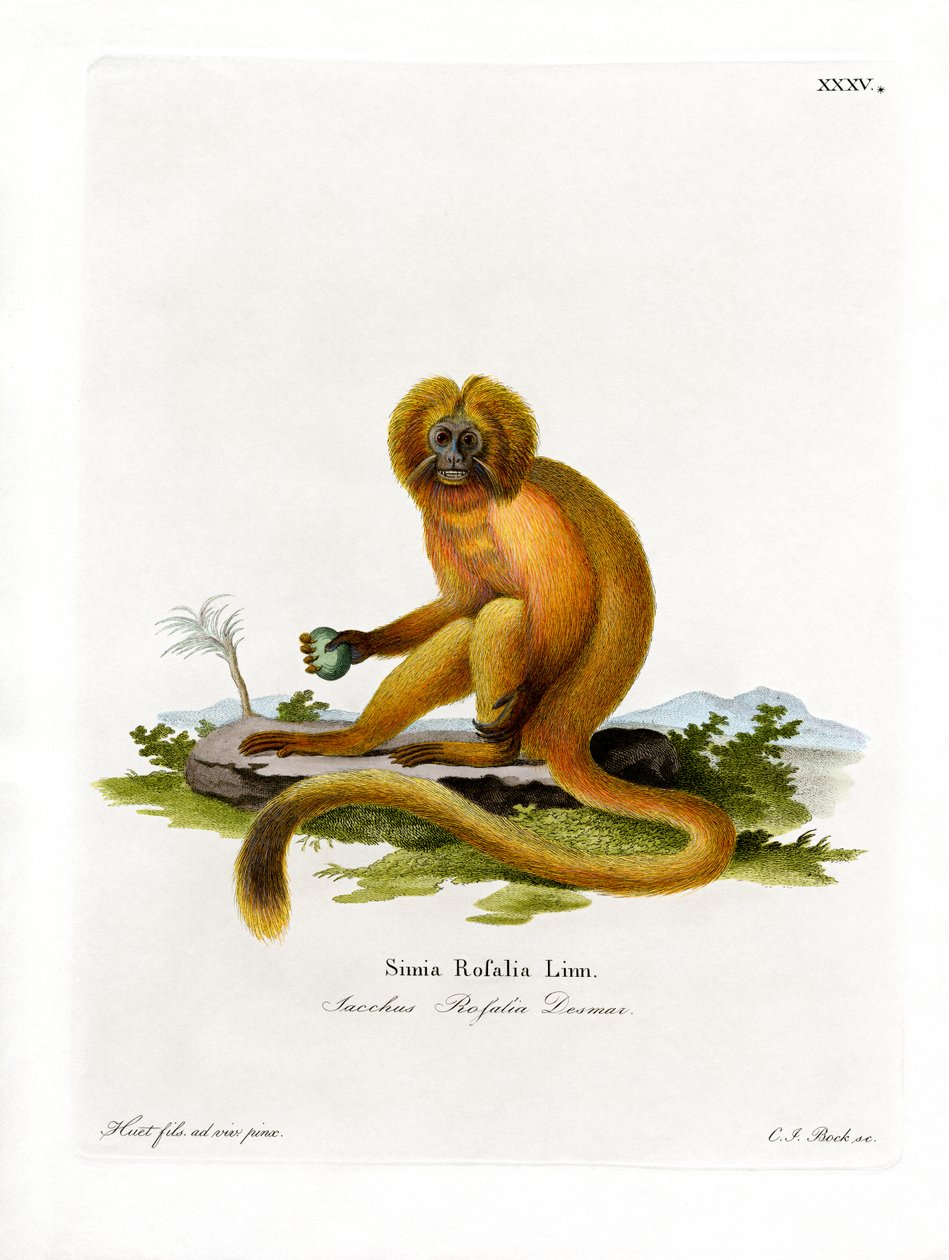 Tamarin lion doré - German School