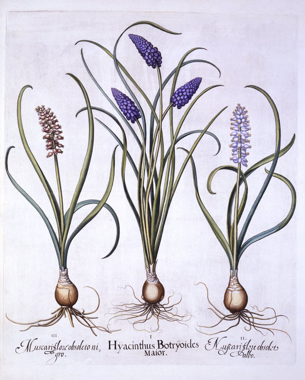 Muscari, de Hortus Eystettensis, par Basil Besler, pub. 1613 - German School