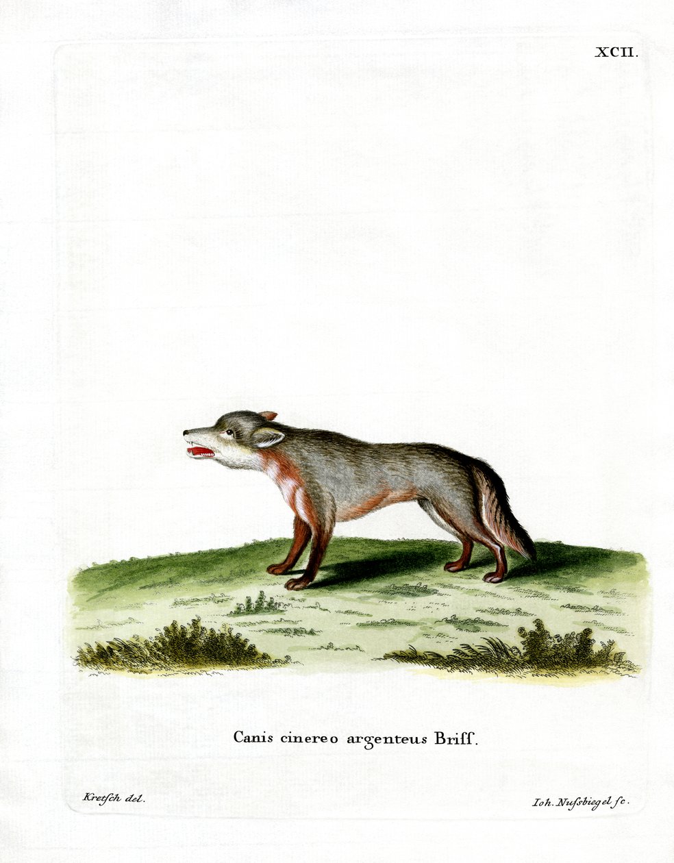 Renard gris - German School