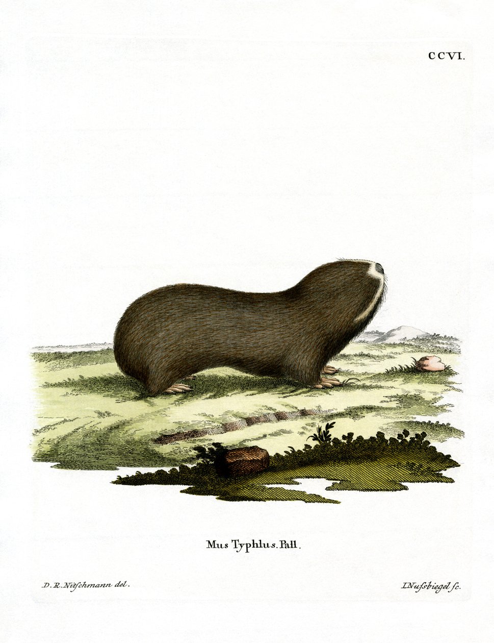 Grand rat-taupe - German School