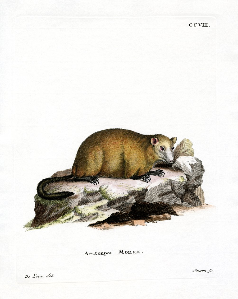 Marmotte - German School