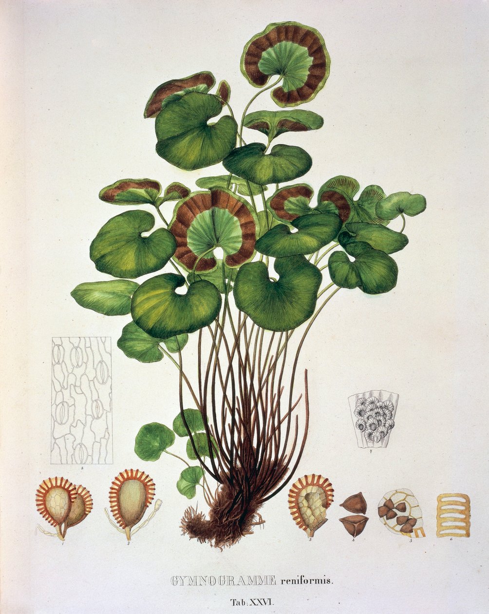 Gymnogramme Reniformis, table XXVI de 'Plantarum Cryptogamicarum ...