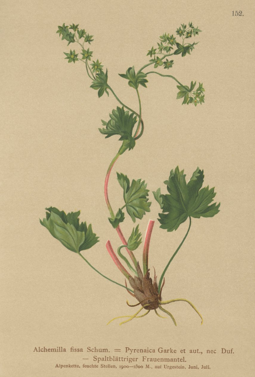 Alchémille glabre (Alchemilla fissa) - German School