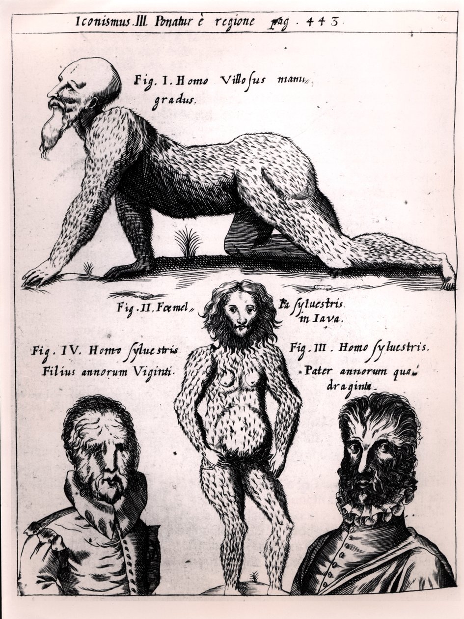 Homme velu et homme sauvage, illustration de Physica Curiosa par Gaspar Schott - German School