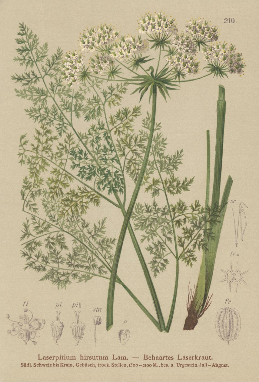 Laser de Haller (Laserpitium hirsutum, Laserpitium halleri, Laserpitium panax) - German School