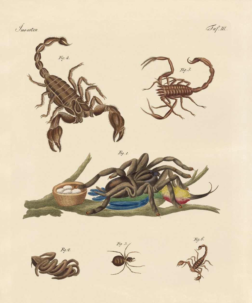 Insectes nuisibles des pays chauds - German School