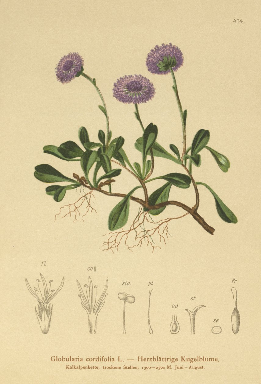 Globulaire à feuilles cordées (Globularia cordifolia) - German School
