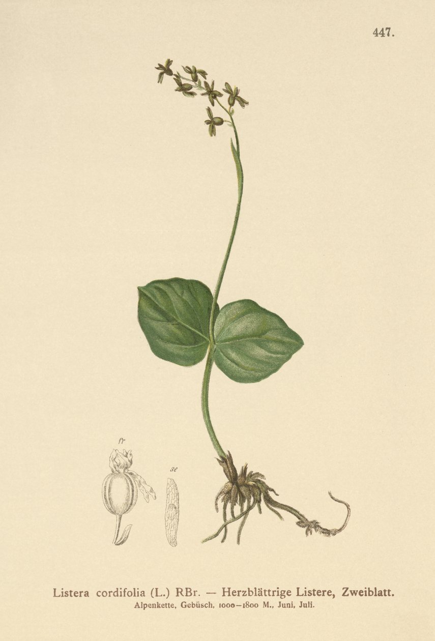 Listère à feuilles cordées (Listera cordata, Listera cordifolia, Neottia cordata) - German School