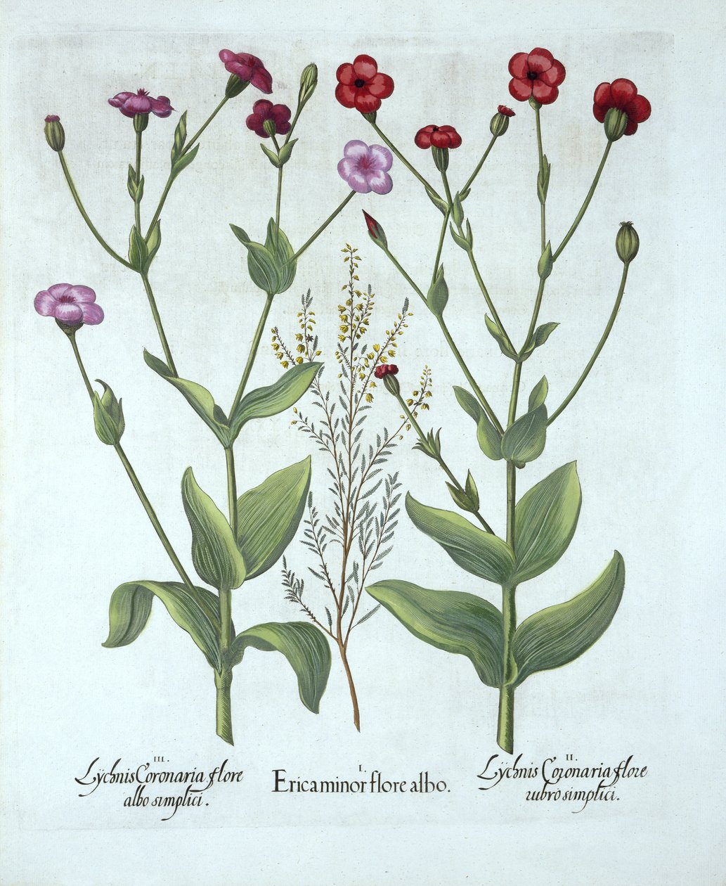 Bruyère et deux types de lychnis, de Hortus Eystettensis, par Basil Besler (1561-1629), pub. 1613 - German School