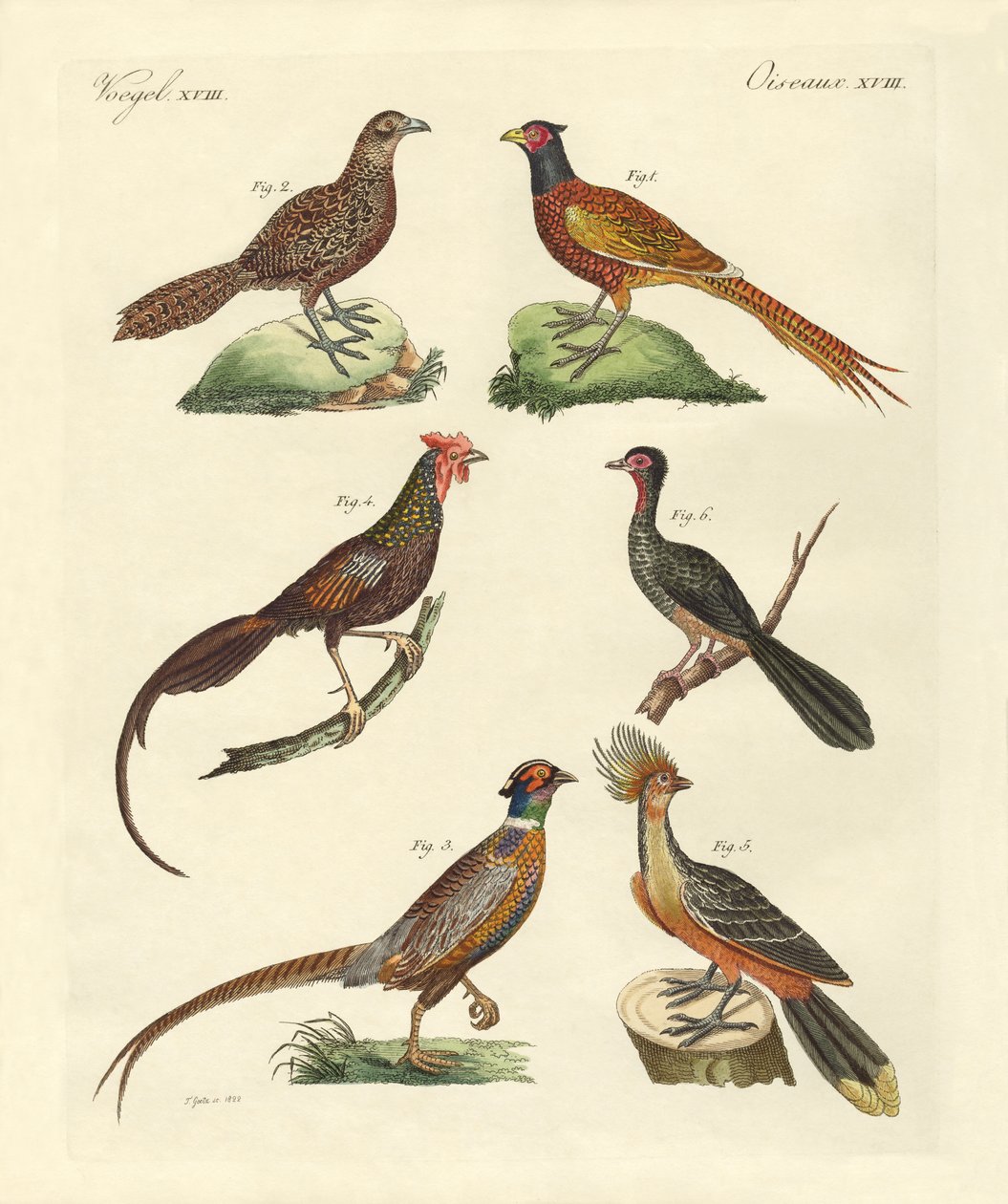 Oiseaux de type poule - German School