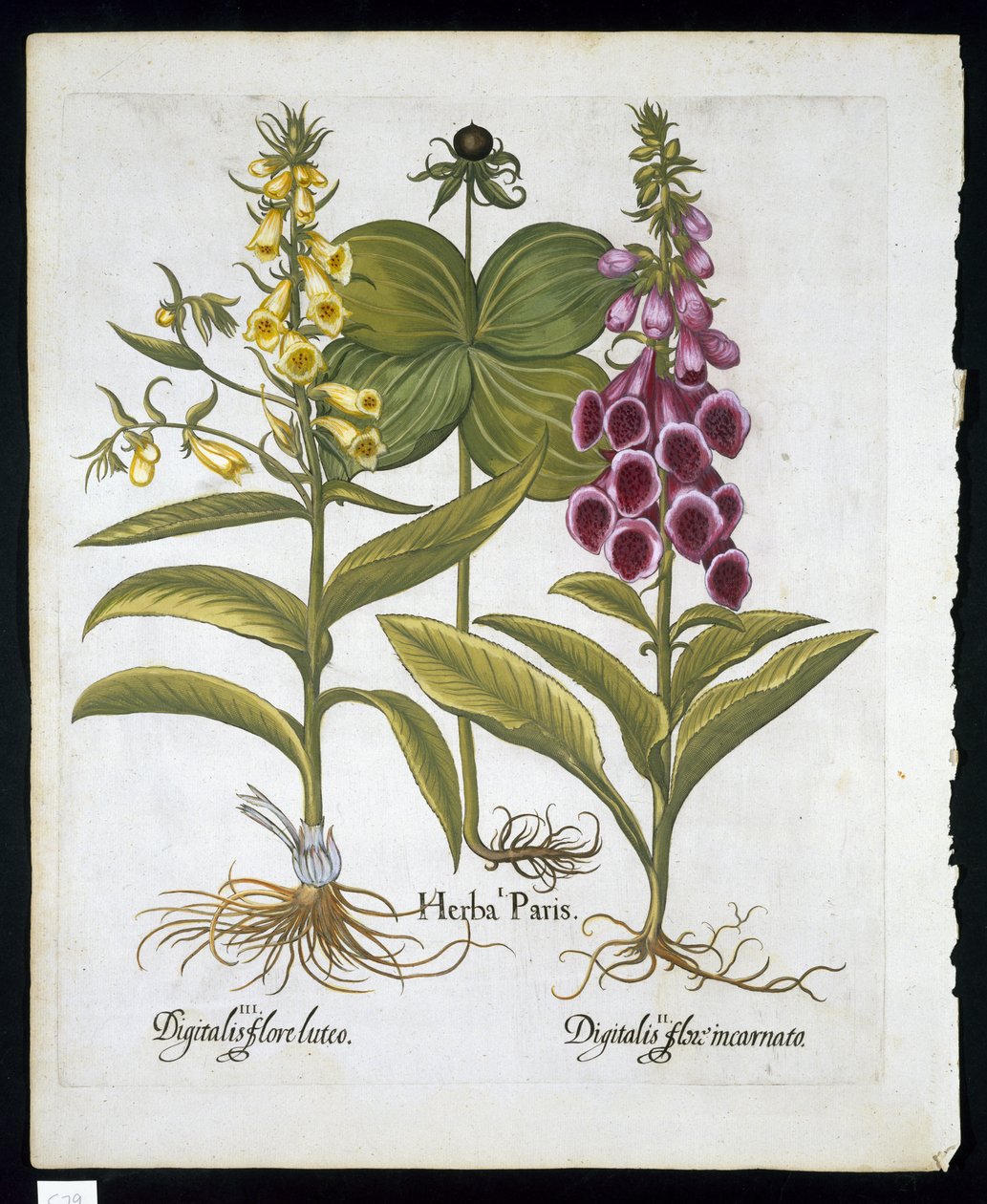 Herbe Paris (Solanum quadrifolium), Digitale pourpre (Digitalis purpurea) Grande digitale jaune de Hortus Eystettensis par Basil Besler (1561-1629) publié en 1613 - German School
