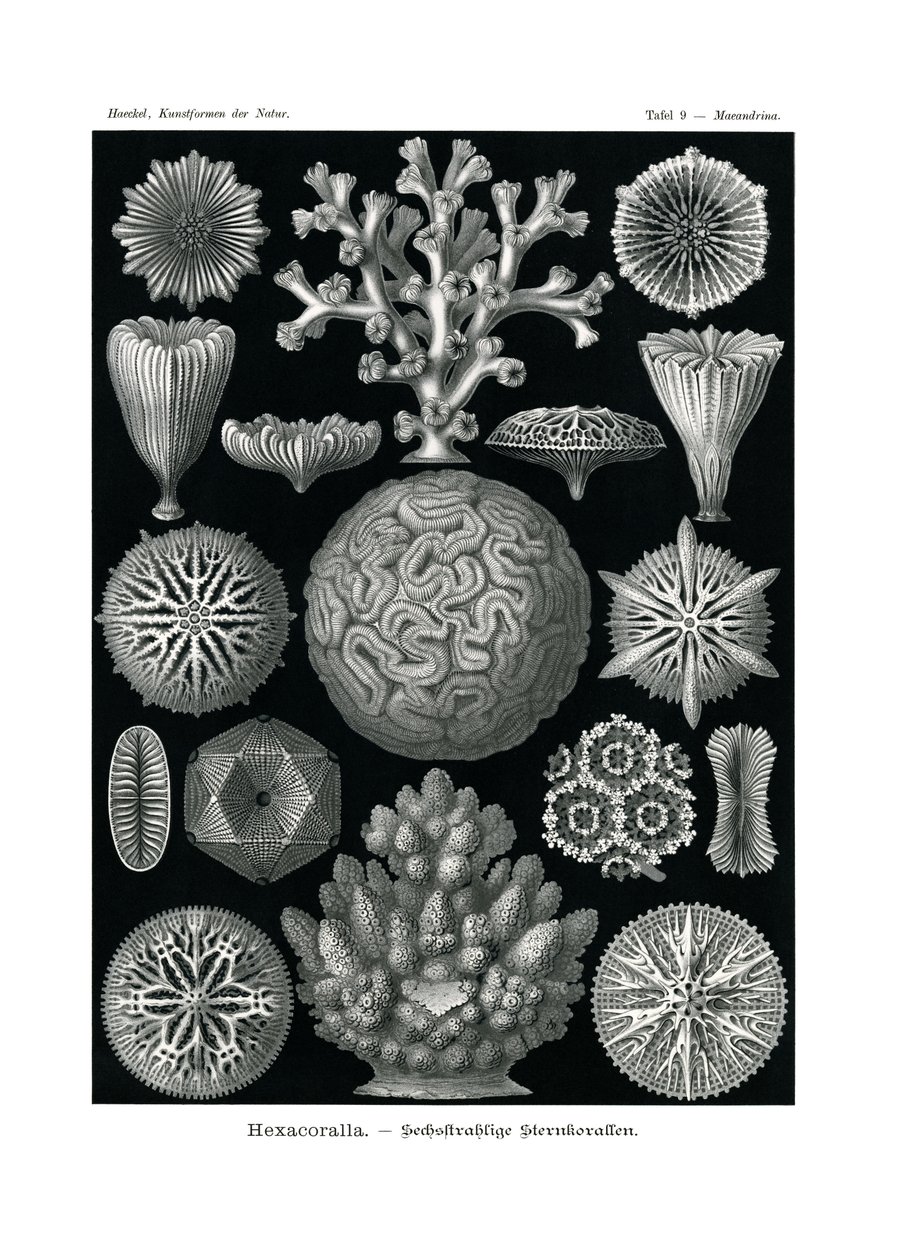 Hexacoralla, 1899-1904 - German School