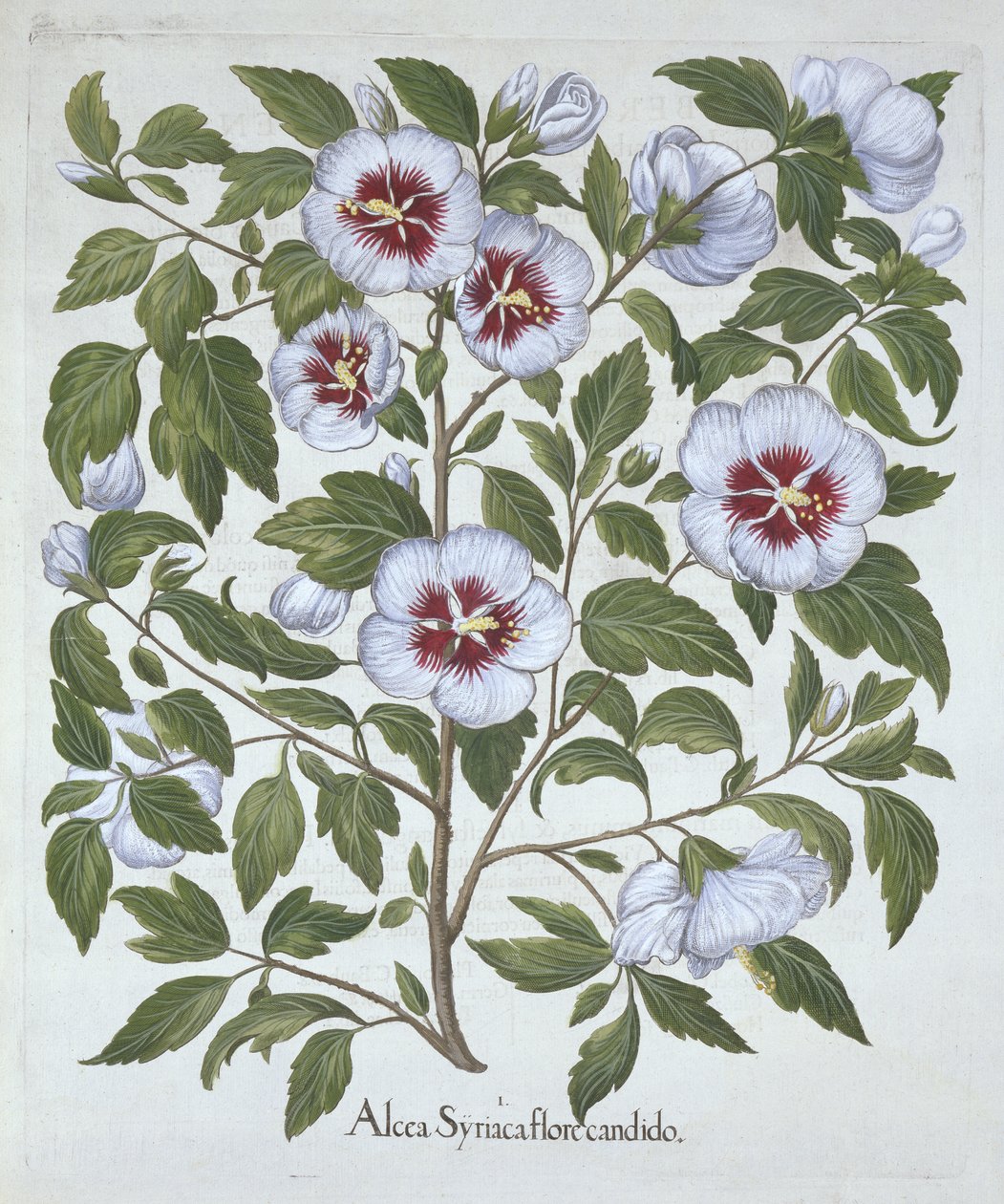 Hibiscus syriacus, de Hortus Eystettensis, par Basil Besler (1561-1629), pub. 1613 - German School