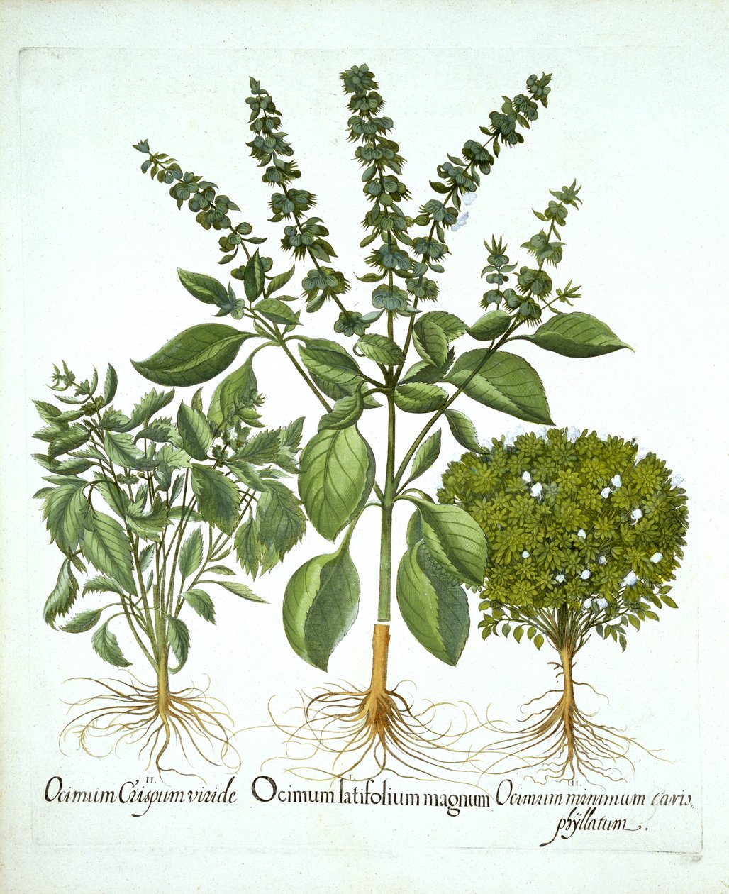 Basilic sacré, et deux autres variétés de basilic, de "Hortus Eystettensis", par Basil Besler - German School