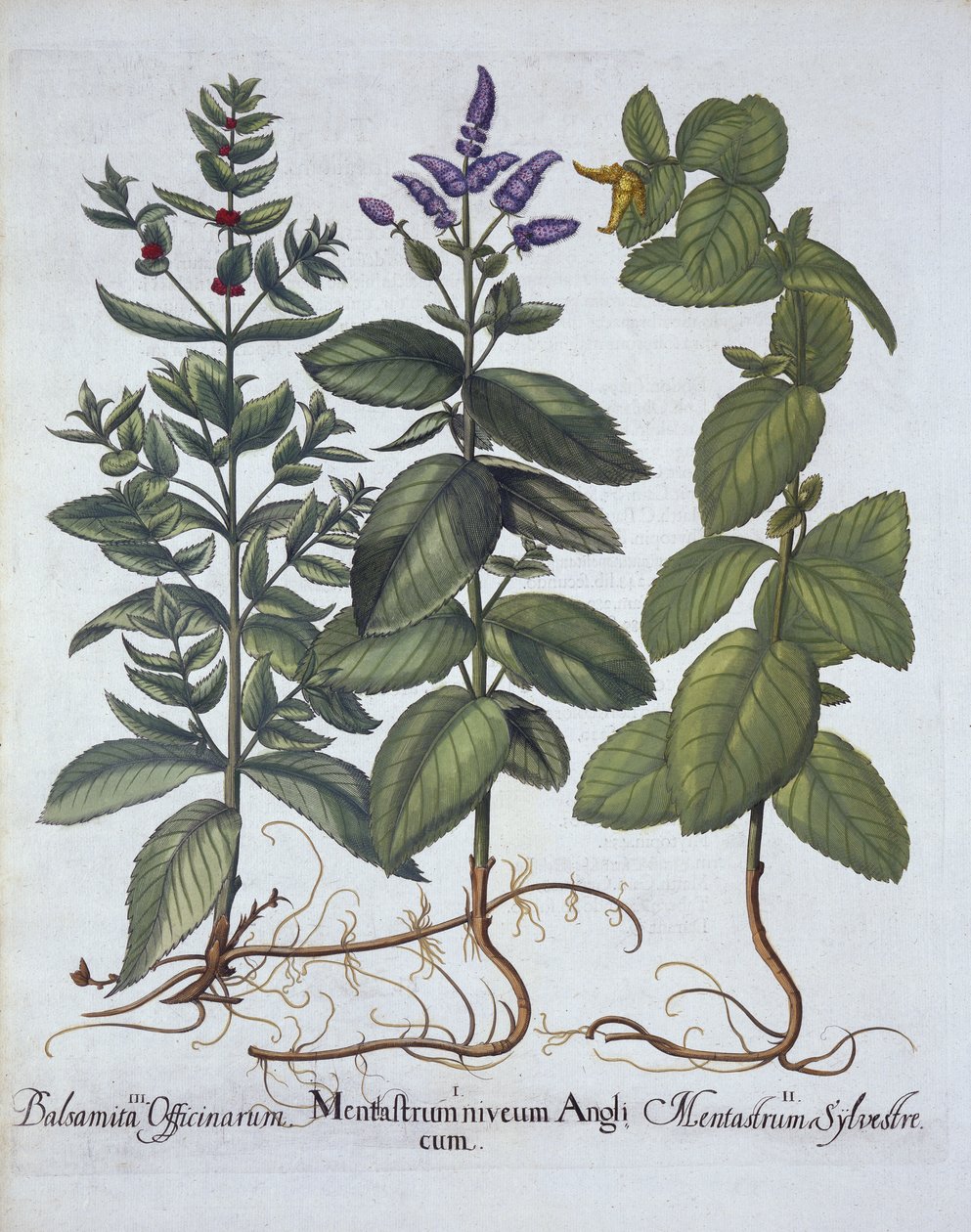 Menthe chevaline et menthe verte, de Hortus Eystettensis, par Basil Besler (1561-1629), pub. 1613 - German School