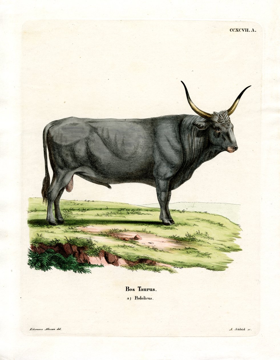 Bétail de la steppe hongroise - German School
