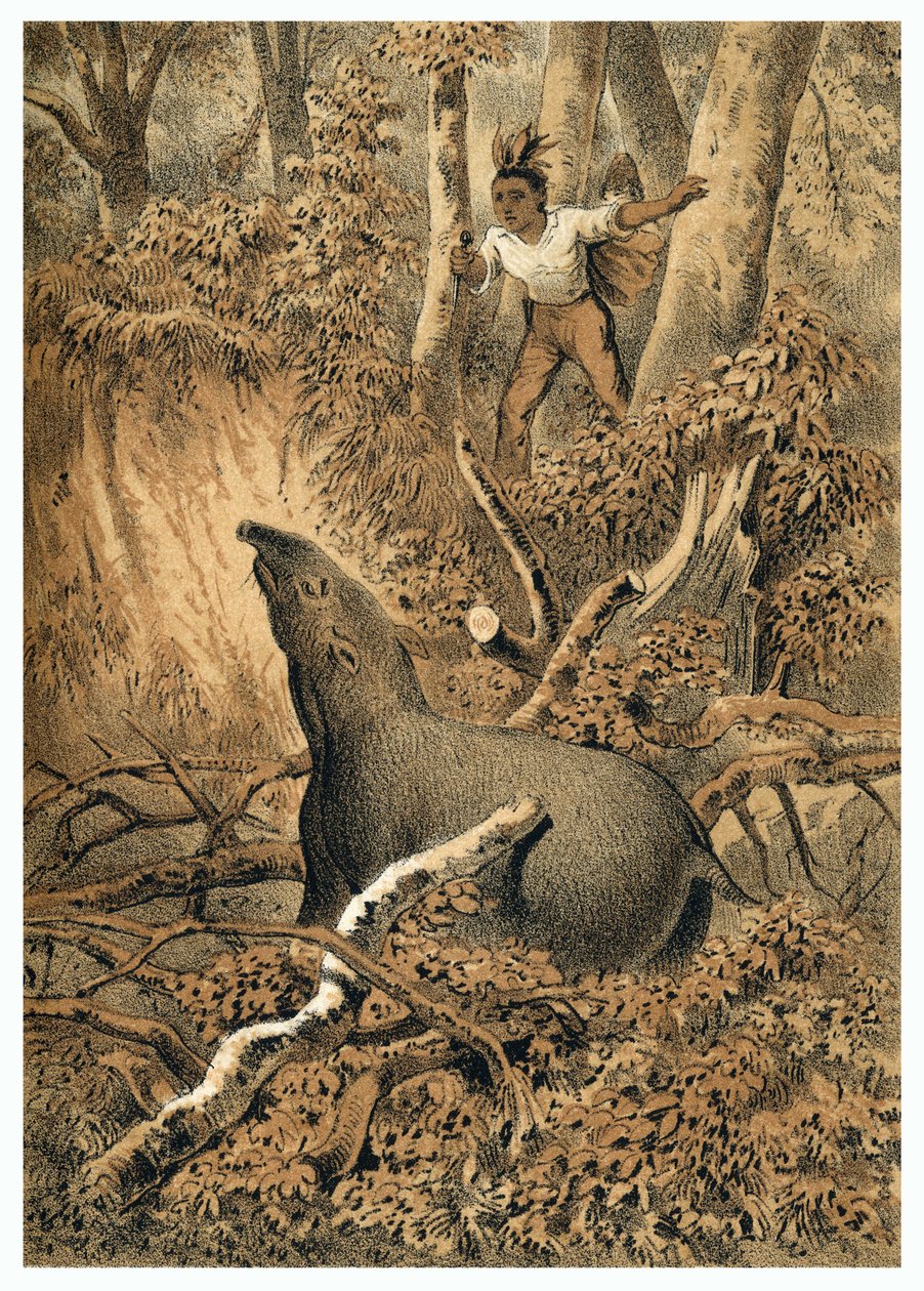 Illustration, chasse au tapir par des Indiens dans la forêt amazonienne. Dans De Bootslieden der Amazon-River, Karl Muller, Pays-Bas - German School