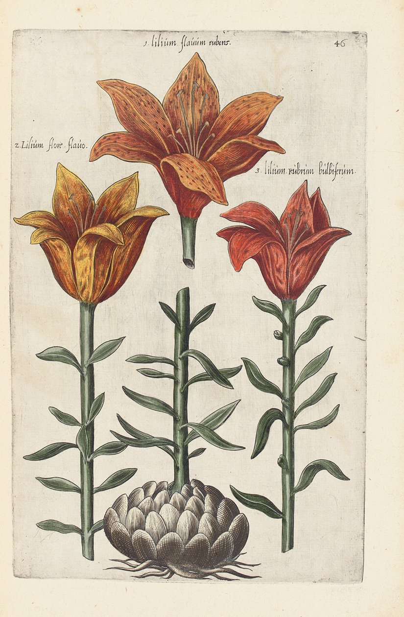 Illustration de "Florilegium ... tractans de variis floribus et aliis indicis plantis as vivum delineatum in duabus partis et quatuor linguis concinnatum" par Emanuel Sweert, 1612-14 - German School