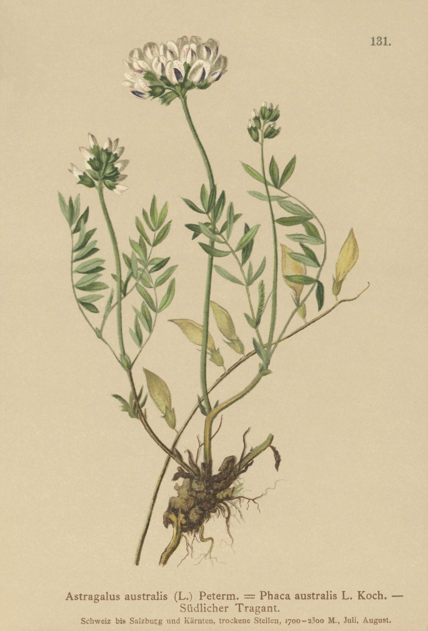 Astragale australe (Astragalus australis) - German School