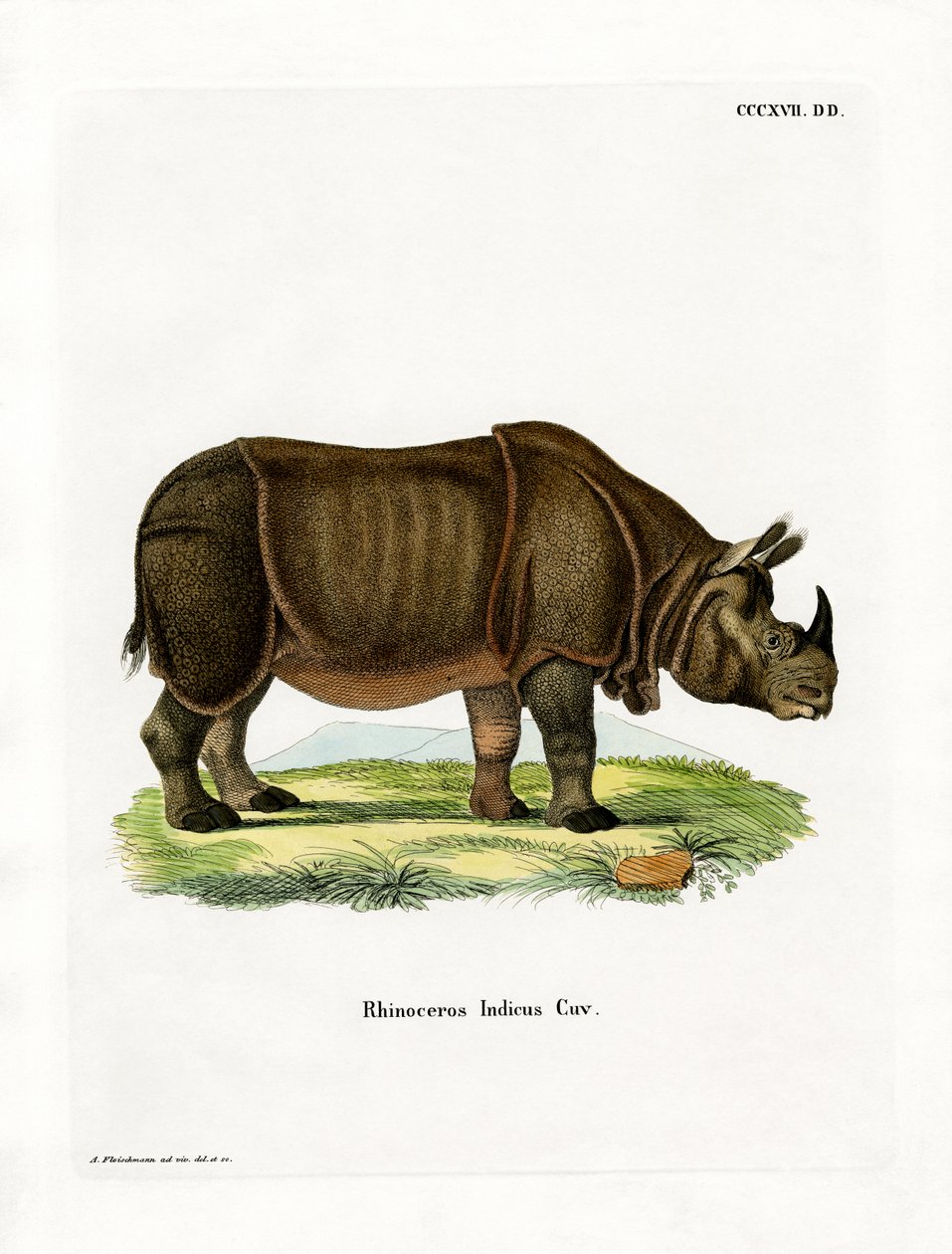 Rhinocéros indien - German School