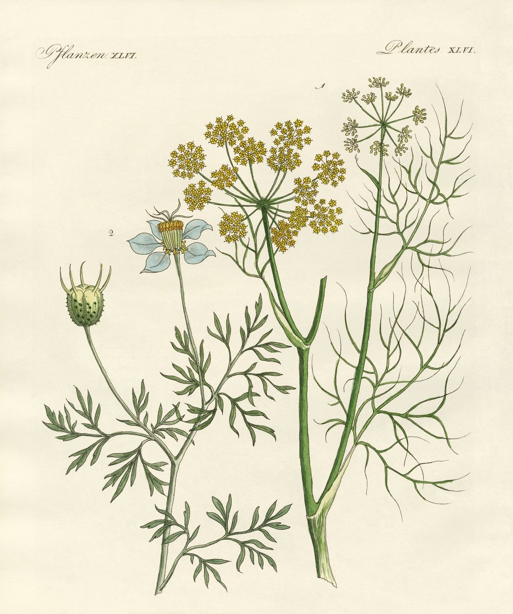 Plantes épicées indigènes - German School