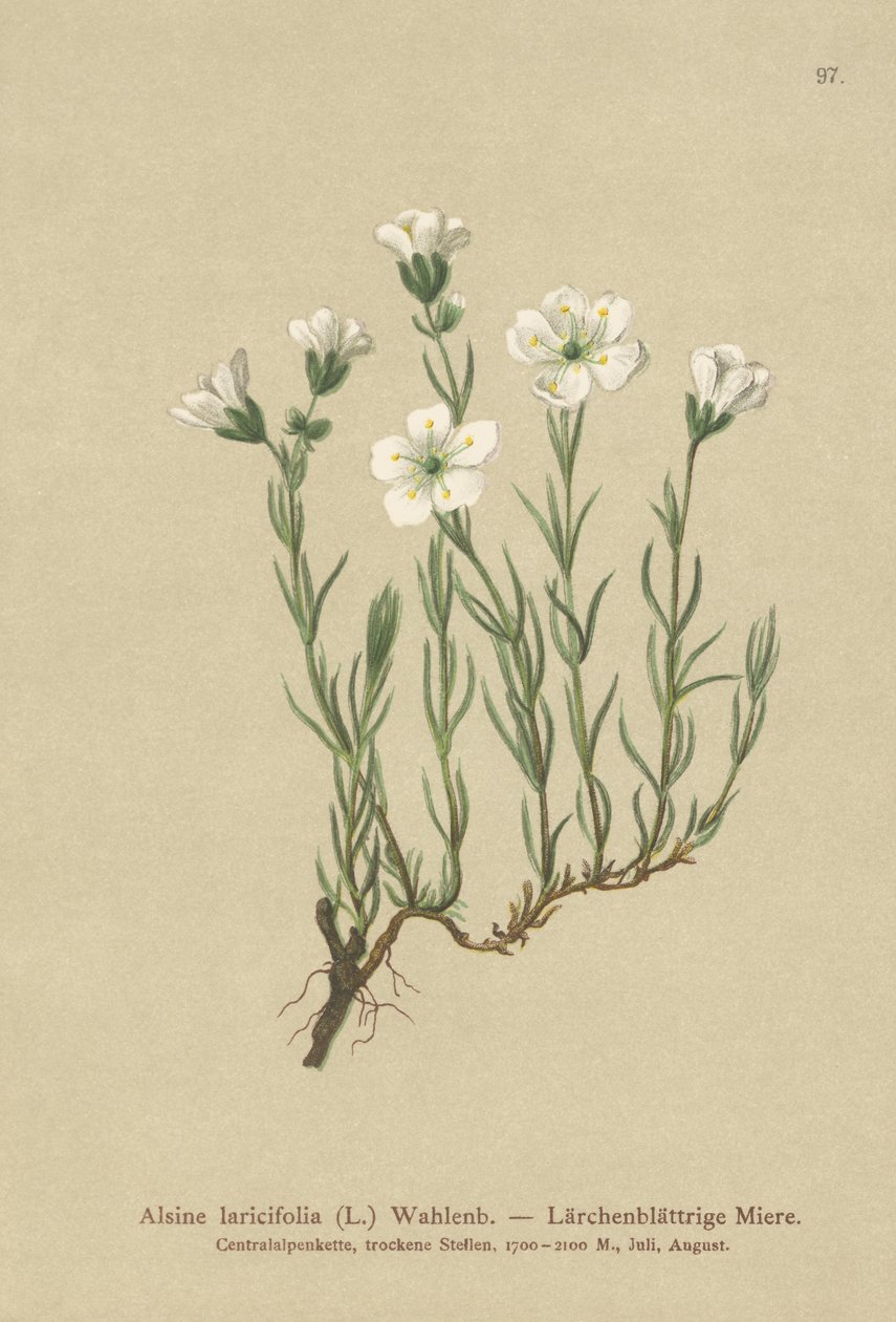Sabuline des Alpes internes (Alsine laricifolia, Minuartia laricifolia, Arenaria laricifolia) - German School