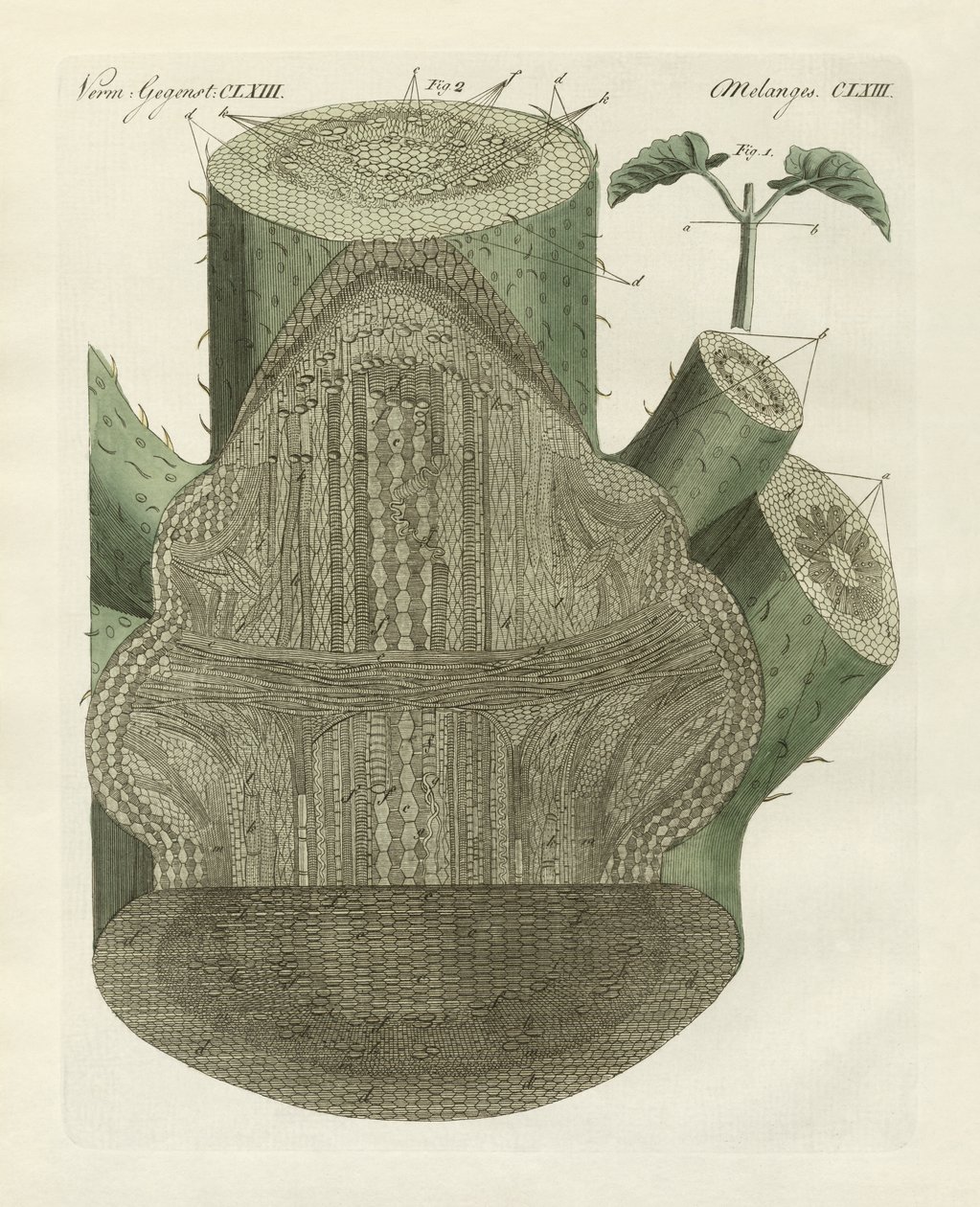 Trou interne de la plante de haricot commun (gravure en couleur) - German School