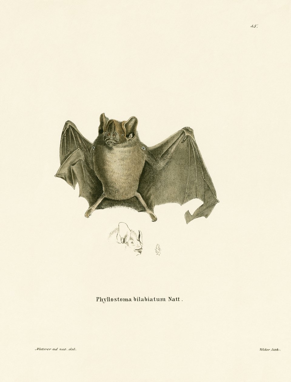 Chauve-souris d