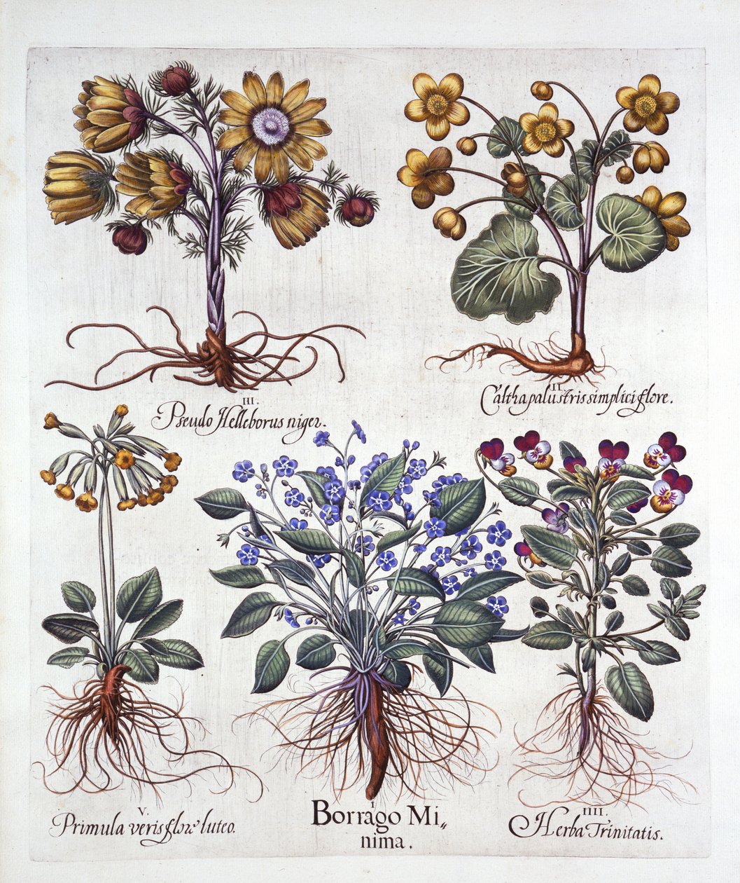 Ipheion Rolf Fiedler Spring Starflower, Marsh Marigold, Pseudo Helleborus, Viola Tricolor et Cowslip, de Hortus Eystettensis, par Basil Besler, pub. 1613 - German School