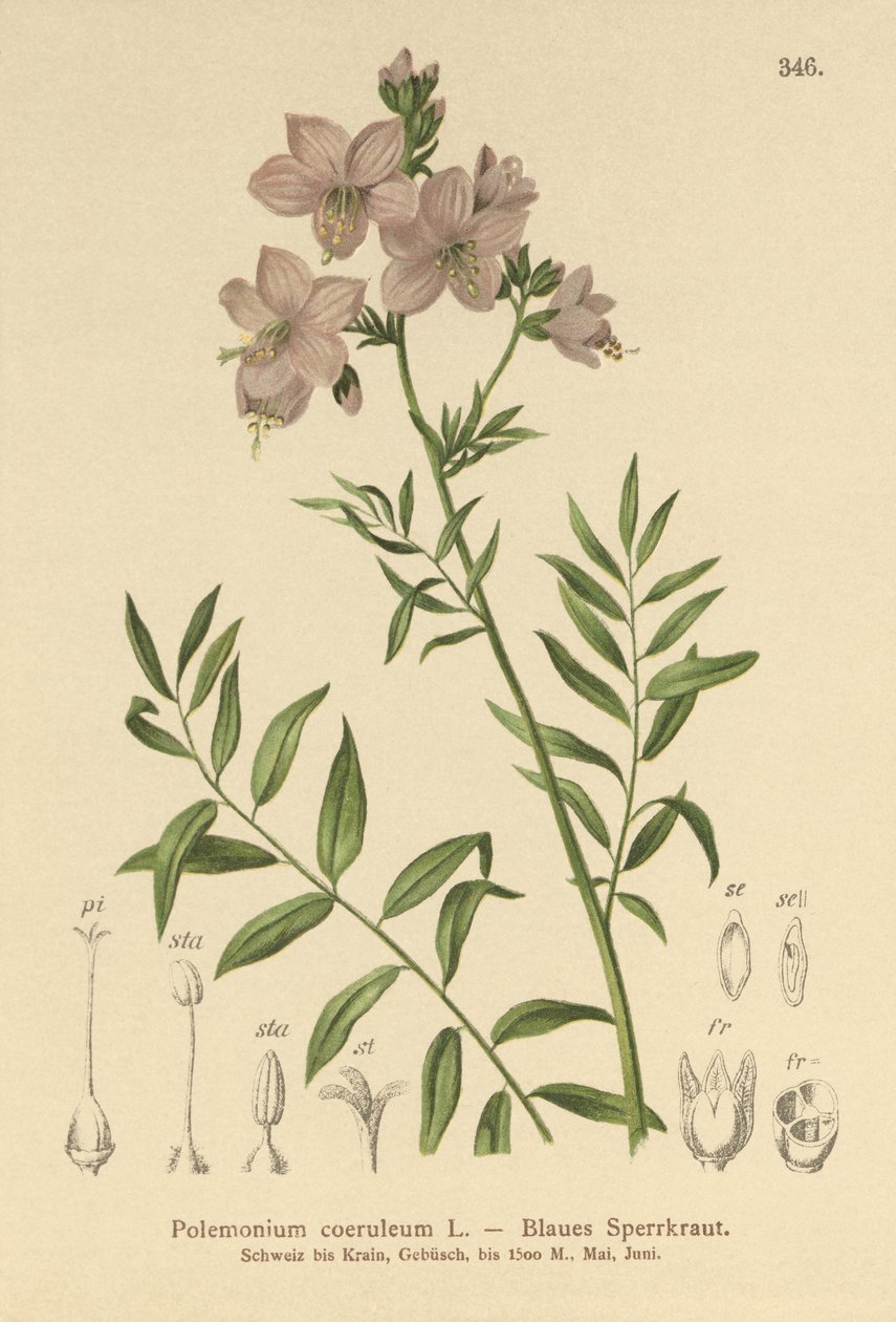 Polemonium bleu (Polemonium coeruleum, Polemonium caeruleum) - German School