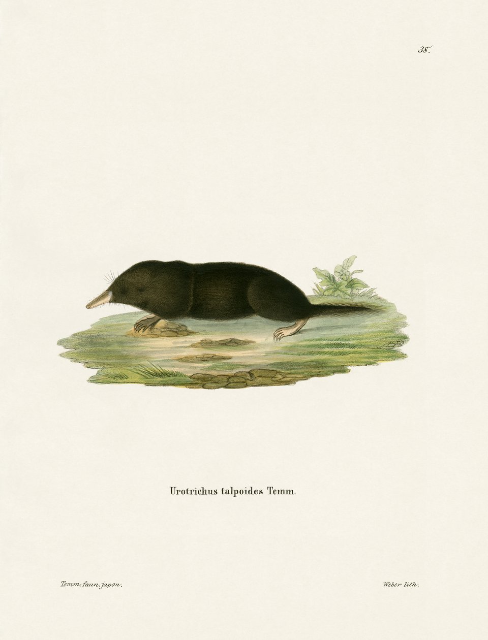 Taupe musaraigne japonaise - German School