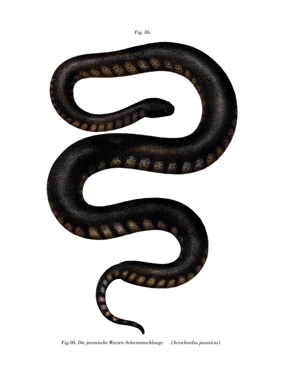 Serpent fichier de Java - German School